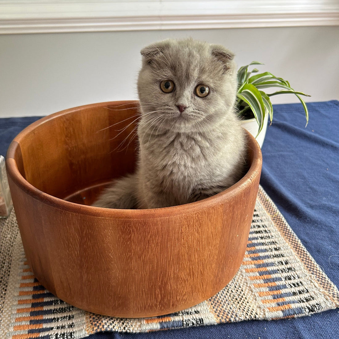 bowl shown here is similar in design, not the exact product